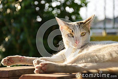 White cat lying enjoying evening sunlight Stock Photo