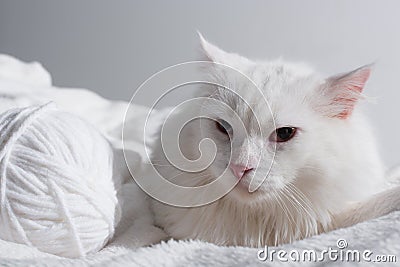 white cat near tangled ball of Stock Photo