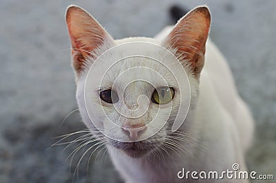 White cat with one blind eye Stock Photo