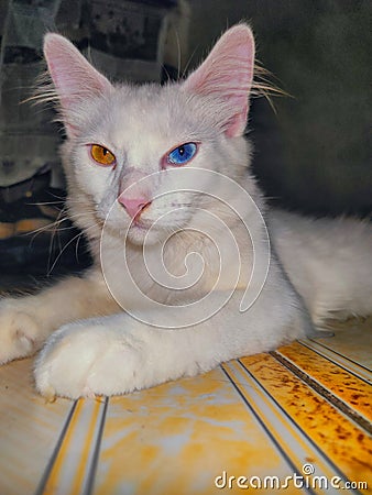 WHITE CAT Stock Photo