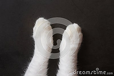 White cat paws on a dark background. Stock Photo