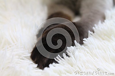 White cat pet cat fluffy cat thai cat siamese cat Stock Photo