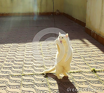 White cat playing in the sun Stock Photo