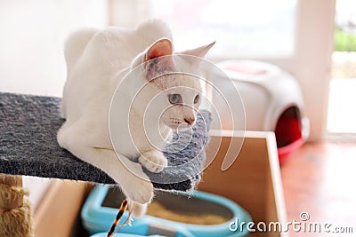 White cat portrait at home lying and relaxing. Close up of white kitten cat in house. Cute house cat sits on a platform. Stock Photo