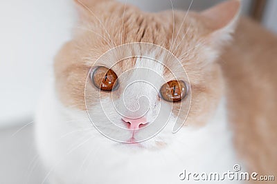 White cat with red big eyes and a pink nose looks macro. Portrait. Scottish Straight Stock Photo