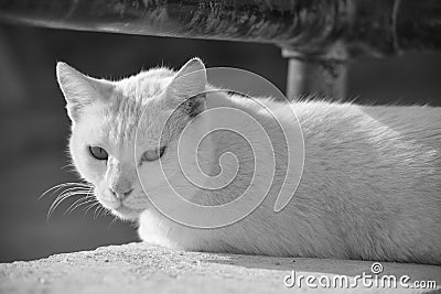 Feral white car relaxing on a wall Stock Photo