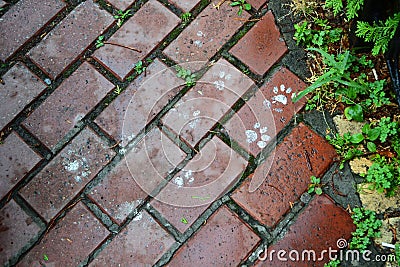 White cat's footprints on wet paving slabs. Stock Photo