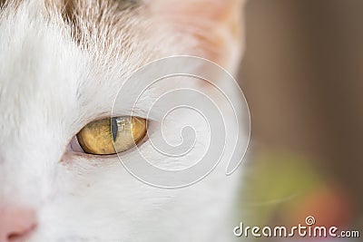 White cat`s left eye Stock Photo