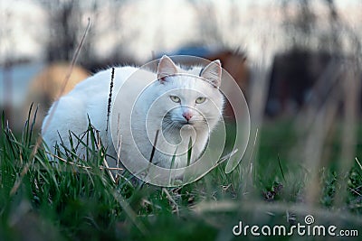 White cat sits in green grass on the meadow and warily looks at the camera Stock Photo