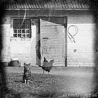 White cat sitting near a barn Stock Photo