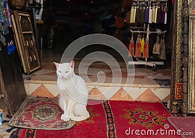 A white cat sitting on a rug in Morocco. Stock Photo