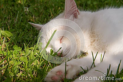 White cat sleeping Stock Photo