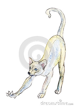The white cat stretches, watercolor illustration isolated on white. Cartoon Illustration