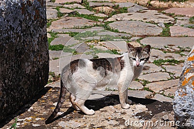 Cat on stone floor in Chellah, Morocco Stock Photo