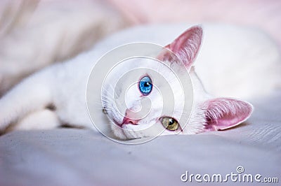 White cat trying to sleep, different colored eyes, pink ears and nose Stock Photo