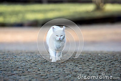 White cat walk around the garden Stock Photo