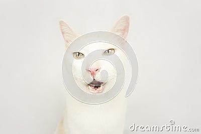 White cat with a white background Stock Photo