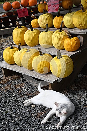 White Cat with Yellow Pumpkins Stock Photo