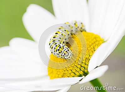 White caterpillar on flower Stock Photo