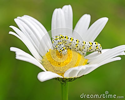 White caterpillar on flower Stock Photo