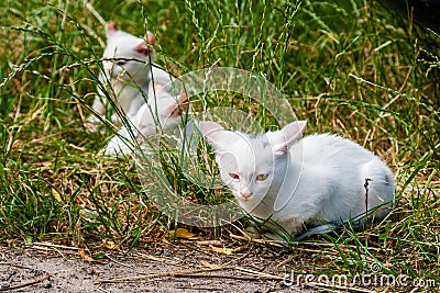 White cats sit in the green grass on a summer day Stock Photo