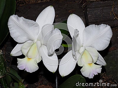 White Cattleya Orchid Stock Photo