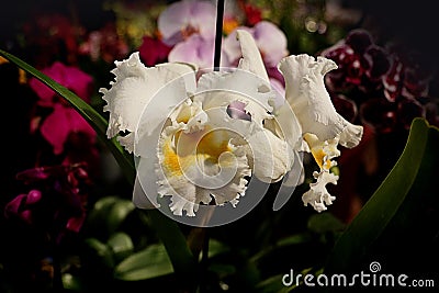 White cattleya orchid blossom laelia Stock Photo