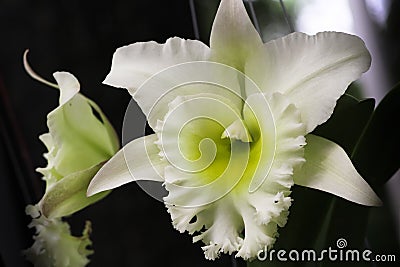 White Cattleya Orchid. Stock Photo