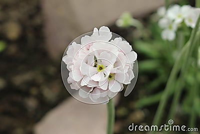 White `Caucasian Rock Jasmine` flower - Androsace Albana Stock Photo