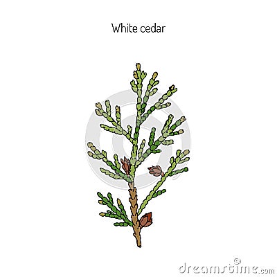 White cedar branch Vector Illustration