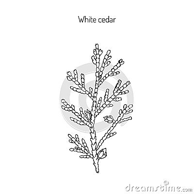 White cedar branch Vector Illustration