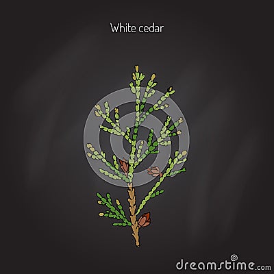 White cedar tree Vector Illustration