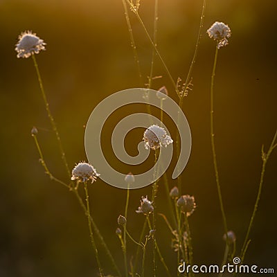 White cephalaria leucantha, Meadow. morning sunlight sunrise Wild flowers and plants sunset, Autumn field sunset background Stock Photo