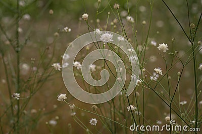 White cephalaria leucantha, Meadow. morning sunlight sunrise Wild flowers and plants sunset, Autumn field sunset background Stock Photo