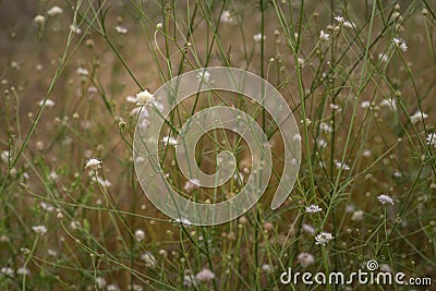 White cephalaria leucantha, Meadow. morning sunlight sunrise Wild flowers and plants sunset, Autumn field sunset background Stock Photo