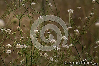 White cephalaria leucantha, Meadow. morning sunlight sunrise Wild flowers and plants sunset, Autumn field sunset background Stock Photo