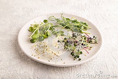 White ceramic plate with microgreen sprouts of green pea, sunflower, alfalfa, radish on gray. Side view Stock Photo