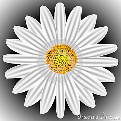 White chamomile Vector Illustration