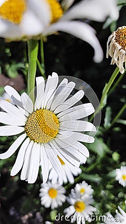 White chamomile blooms in Midsummer Stock Photo