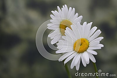 White chamomile camomile bouquet on nature background Stock Photo
