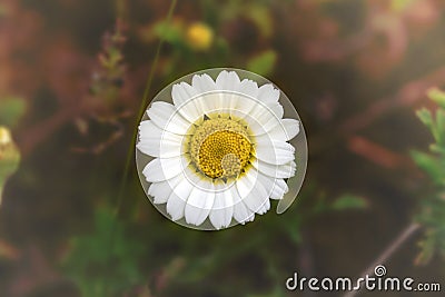 White chamomile - daisy on blurred background Stock Photo