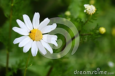White Chamomile flower grows in nature. Macro shoot with blur green meadow in the background. Daisy plant Asteraceae Stock Photo