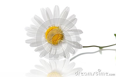 White chamomile isolated Stock Photo