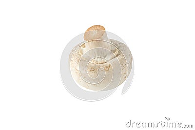 White champignon button mushroom isolated on white. Transparent png additional format Stock Photo