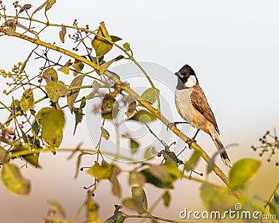 A White cheek bulbul perching Stock Photo