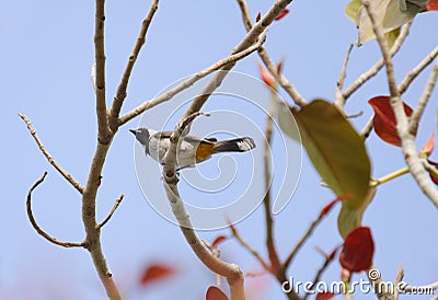 White cheek bulbul sitting on colorful tree Stock Photo