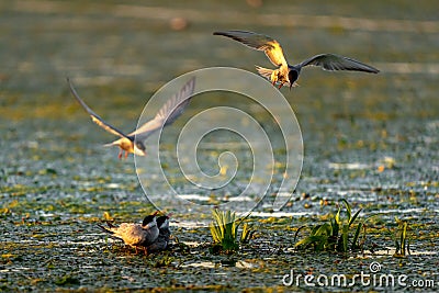White Cheek Tern family and nest with Tern in flight in Danube D Stock Photo