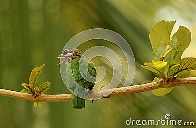 White Cheeked Barbet, Psilopogon viridis, Lalbagh, Bangalore, Karnataka, India Stock Photo