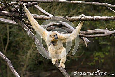 White-Cheeked Gibbon Stock Photo