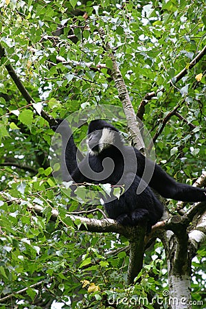 White cheeked gibbon Stock Photo